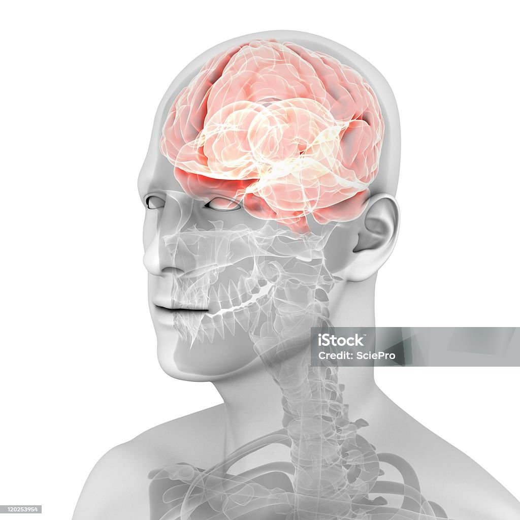 Cérebro humano - Foto de stock de Anatomia royalty-free