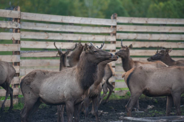 istock marals on farm in Altay 1202539798