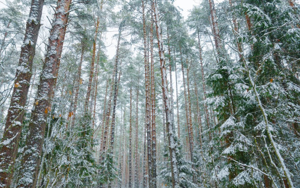 istock Beautiful winter wild forest, fresh snow on trees. 1202540049