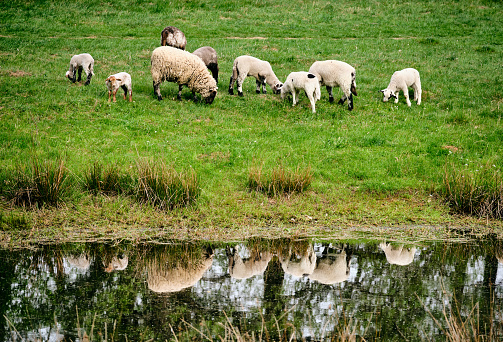 Sheep napping on top of each other during a hit summer day, near the Meuse river in Den Bosch (‘s-Hertogenbsoch)