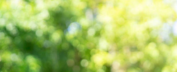 foglie astratte sfocate di albero nella foresta naturale con luce soleggiata e bokeh sullo sfondo del parco pubblico per un buon concetto di ambiente - summer photography organic outdoors foto e immagini stock