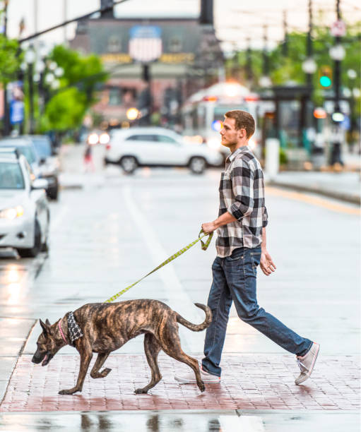 Man walking his dog in Salt Lake City A man and his dog crossing a street in downtown Salt Lake City during wet weather. pet leash photos stock pictures, royalty-free photos & images