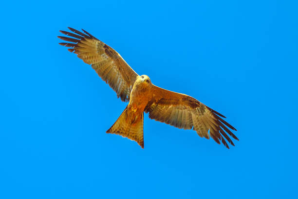 Twhistling kite Australia The whistling kite, Haliastur sphenurus, with gingery-brown feathers flies against the blue sky. Desert Park at Alice Springs near MacDonnell Ranges in Northern Territory, Central Australia. haliastur sphenurus stock pictures, royalty-free photos & images