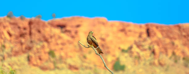Banner of Twhistling kite Banner panorama of whistling kite, Haliastur sphenurus, resting on a branch with blurred nature background. Desert Park at Alice Springs in Northern Territory, Central Australia. haliastur sphenurus stock pictures, royalty-free photos & images