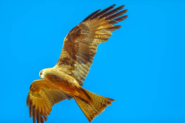 Twhistling kite in flight The whistling kite, Haliastur sphenurus, with gingery-brown feathers flies against the blue sky. Desert Park at Alice Springs, Northern Territory, Central Australia. Seen from below. haliastur sphenurus stock pictures, royalty-free photos & images