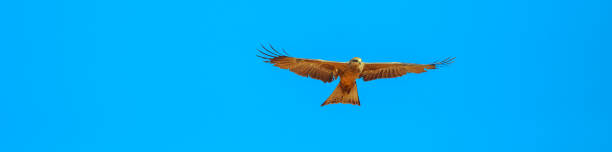 Twhistling kite fly Banner panorama of whistling kite, Haliastur sphenurus, with gingery-brown feathers flies against the blue sky. Desert Park at Alice Springs in Northern Territory, Central Australia. Copy space. haliastur sphenurus stock pictures, royalty-free photos & images