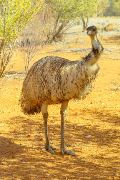 istock Emu icon of Australia 1202541593