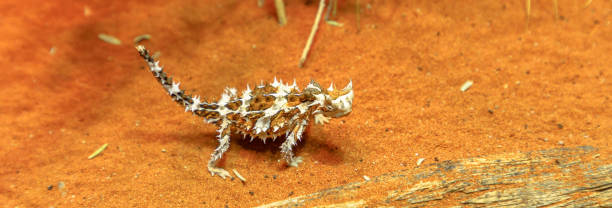 stendardo del diavolo spinoso - thorny devil lizard australia northern territory desert foto e immagini stock