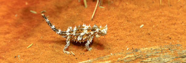 знамя торни дьявола - thorny devil lizard australia northern territory desert стоковые фото и изображения