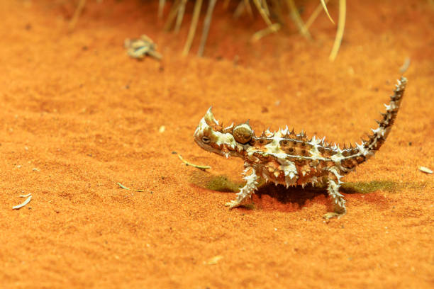Thorny devil at desert Thorny devil, Moloch horridus, walks on red sand in Desert Park at Alice Springs, Northern Territory, Central Australia. Insectivorous, they feed on small ants. Has spiny orange yellow and black skin. moloch horridus stock pictures, royalty-free photos & images