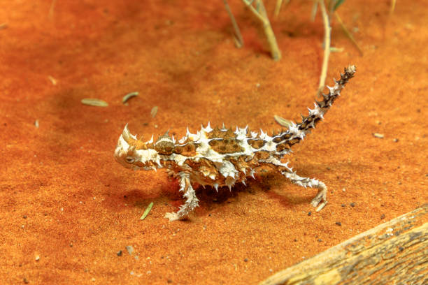 thorny devil australia - thorny devil lizard australia northern territory desert foto e immagini stock