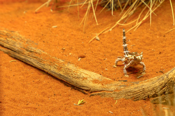 тернистый дьявол в пустыне - thorny devil lizard australia northern territory desert стоковые фото и изображения