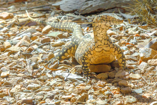 ペレンティ・バラヌス・ギガンテウス - monitor lizard alice springs northern territory australia ストックフォトと画像