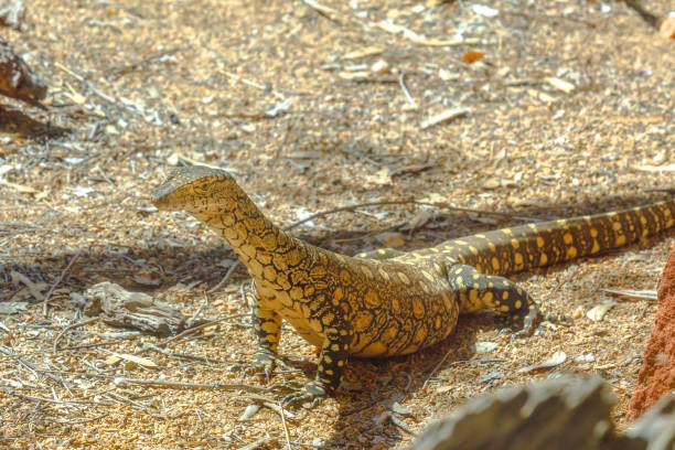 ペレンティトカゲゴアナ - monitor lizard alice springs northern territory australia ストックフォトと画像