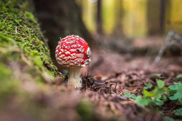 Amanita muscaria, commonly known as the fly agaric or fly amanita, is a basidiomycete of the genus Amanita.