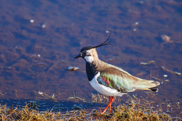 istock Northern lapwing walking by the water's edge in spring 1202541839