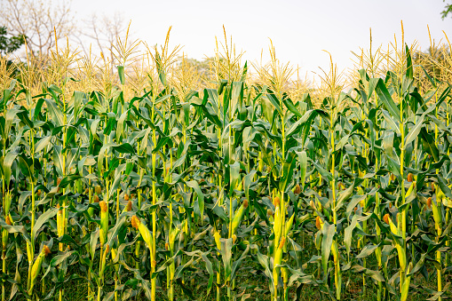Maize or corn organic planting in cornfield. It is fruit of corn for harvesting by manual labor. Maize production is used for ethanol animal feed and other such as starch and syrup. Farm green nature