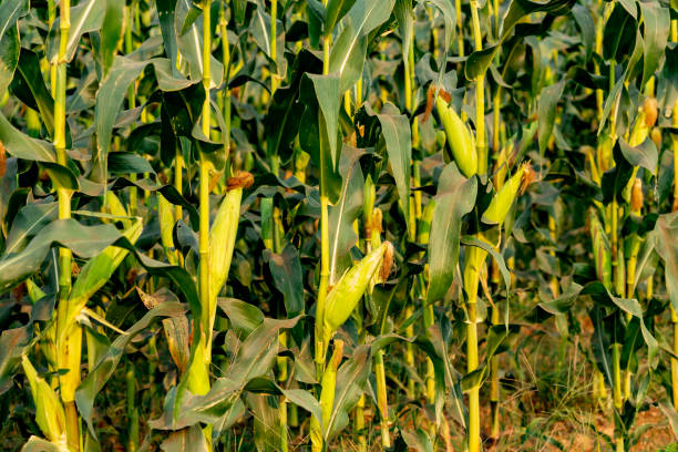 istock Maize or corn organic planting in cornfield. It is fruit of corn for harvesting by manual labor. Maize production is used for ethanol animal feed and other such as starch and syrup. Farm green nature 1202541909