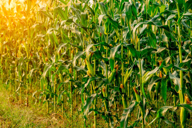 istock Maize or corn organic planting in cornfield. It is fruit of corn for harvesting by manual labor. Maize production is used for ethanol animal feed and other such as starch and syrup. Farm green nature 1202541950