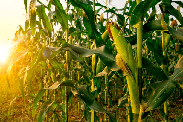 Maize or corn organic planting in cornfield. It is fruit of corn for harvesting by manual labor. Maize production is used for ethanol animal feed and other such as starch and syrup. Farm green nature