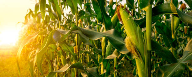 istock Maize or corn organic planting in cornfield. It is fruit of corn for harvesting by manual labor. Maize production is used for ethanol animal feed and other such as starch and syrup. Farm green nature 1202542086