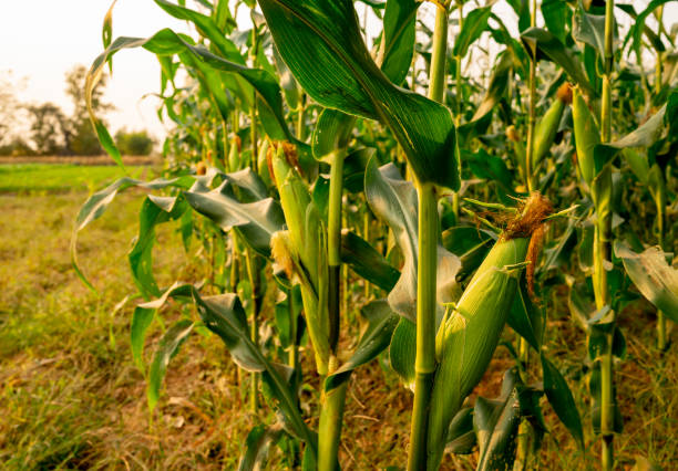 istock Maize or corn organic planting in cornfield. It is fruit of corn for harvesting by manual labor. Maize production is used for ethanol animal feed and other such as starch and syrup. Farm green nature 1202542088