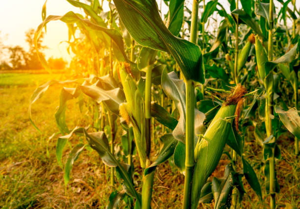 istock Maize or corn organic planting in cornfield. It is fruit of corn for harvesting by manual labor. Maize production is used for ethanol animal feed and other such as starch and syrup. Farm green nature 1202542091