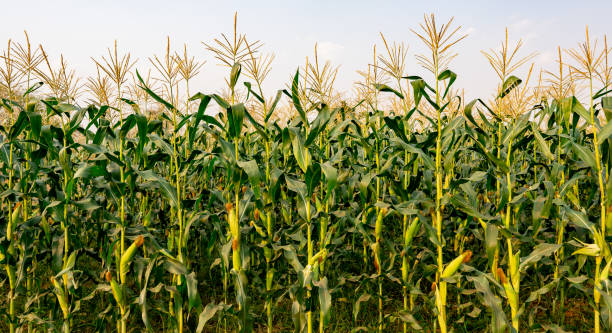 istock Maize or corn organic planting in cornfield. It is fruit of corn for harvesting by manual labor. Maize production is used for ethanol animal feed and other such as starch and syrup. Farm green nature 1202542093