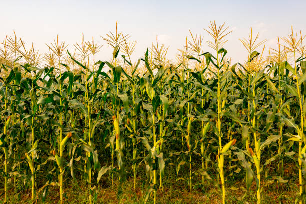 Maize or corn organic planting in cornfield. It is fruit of corn for harvesting by manual labor. Maize production is used for ethanol animal feed and other such as starch and syrup. Farm green nature stock photo
