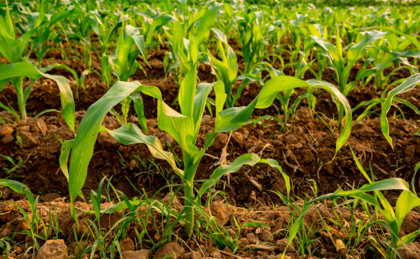 istock Maize or corn organic planting in cornfield. It is fruit of corn for harvesting by manual labor. Maize production is used for ethanol animal feed and other such as starch and syrup. Farm green nature 1202542157