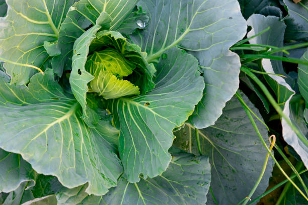 istock Organic cabbages vegetable in garden 1202542308
