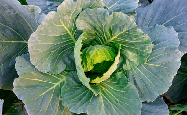 istock Organic cabbages vegetable in garden 1202542317