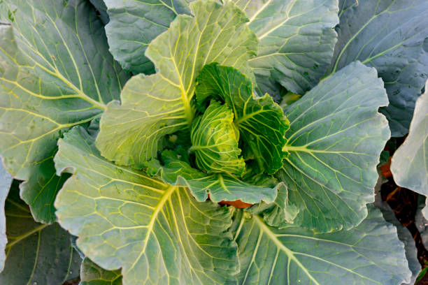 istock Organic cabbages vegetable in garden 1202542875