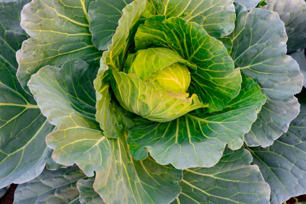 istock Organic cabbages vegetable in garden 1202542929