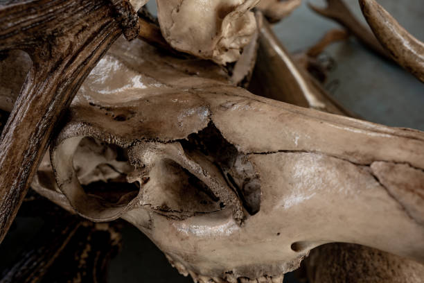 istock Bone and skull of wild animals 1202543081
