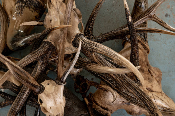 istock Bone and skull of wild animals 1202543089