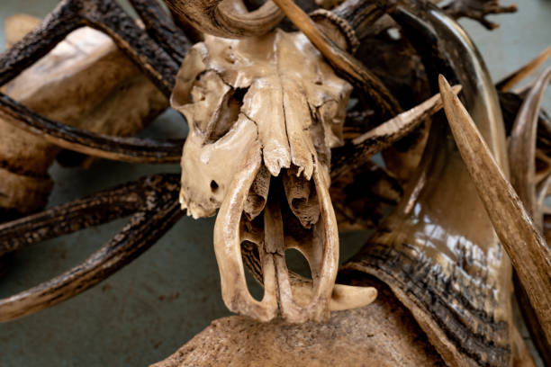 istock Bone and skull of wild animals 1202543093