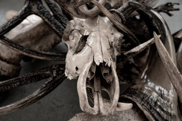 istock Bone and skull of wild animals 1202543094