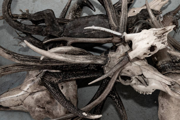 istock Bone and skull of wild animals 1202543129
