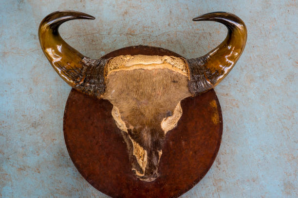 Bone and skull of wild animals