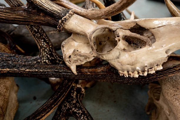 istock Bone and skull of wild animals 1202543242