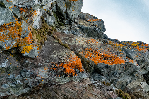 Orange lichen on an icy rock located on the Antarctica peninsula.