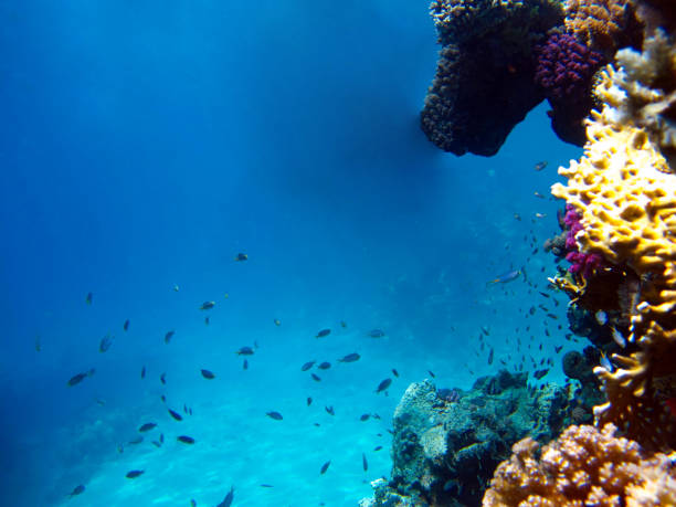 istock Underwater view of the coral reef and Tropical Fish 1202544906