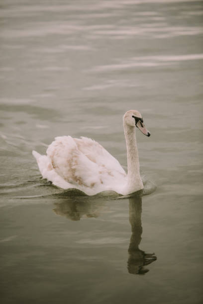 White swans on the lake. View from distance using wide angle lens
