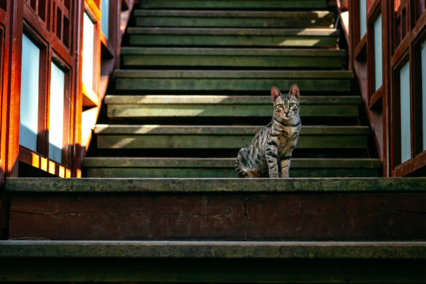 istock Adorable cat walking on street 1202544987