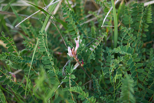 Astragalus monspessulanus fresh fruit and flowers
