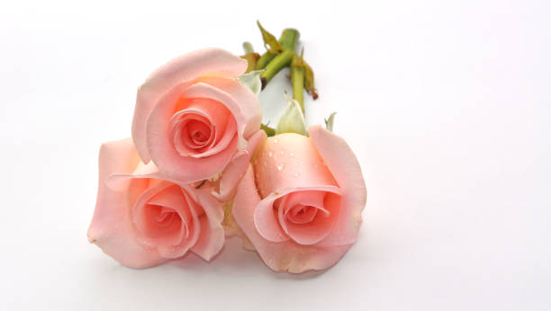 istock bouquet of pink roses on white background 1202546816