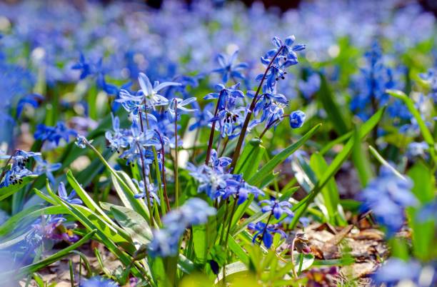 istock Delicate blue wild flowers scilla siberica in early spring, thaw and spring concept, selective soft focus 1202548614