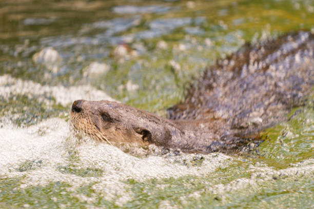 istock South Florida Nature Photography 1202548836