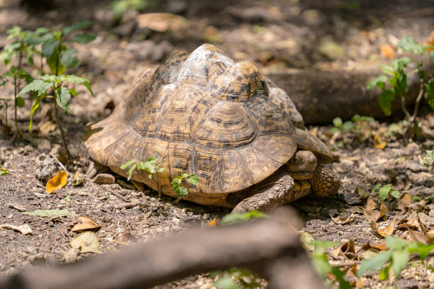 istock South Florida Nature Photography 1202548926